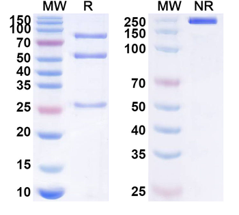 IL20RA Mouse Monoclonal Antibody