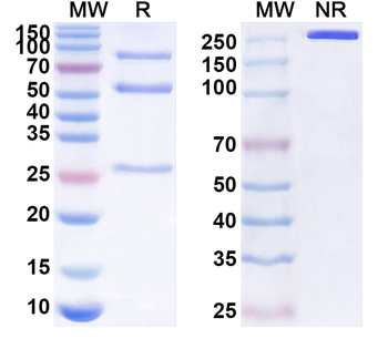 IRAK4 Mouse Monoclonal Antibody