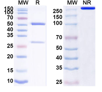 PTX3 Mouse Monoclonal Antibody