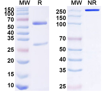 IL17RE Mouse Monoclonal Antibody