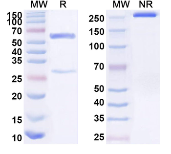 TSPAN8 Mouse Monoclonal Antibody