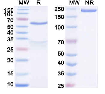 AREG Mouse Monoclonal Antibody