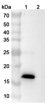 AREG Mouse Monoclonal Antibody