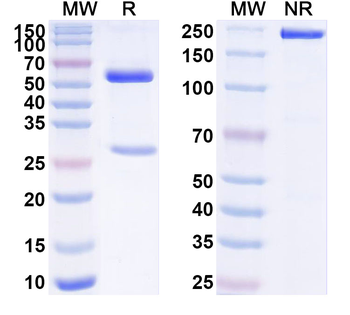 APOA2 Mouse Monoclonal Antibody