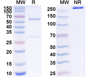 CXCL2/GRO-beta/MIP2-alpha Mouse Monoclonal Antibody