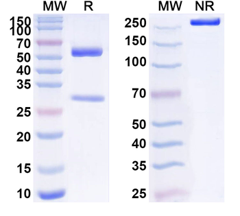 IL1RN/IL-1ra/IL1F3 Mouse Monoclonal Antibody
