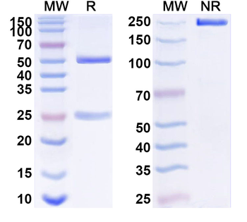 COL6A3 Mouse Monoclonal Antibody