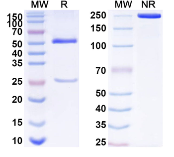 CD5L Mouse Monoclonal Antibody