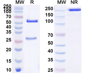 ZEBOV NP/Nucleoprotein Human Monoclonal Antibody