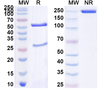 ZEBOV GP/Envelope glycoprotein Human Monoclonal Antibody