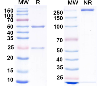 SEBOV GP/Envelope glycoprotein Human Monoclonal Antibody