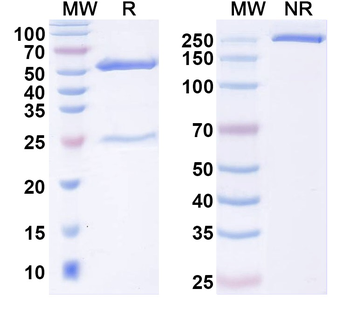 EBV/HHV4 gB/BALF4 Mouse Monoclonal Antibody