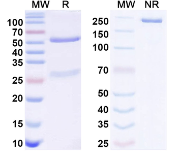 EBV/HHV4 gB/BALF4 Mouse Monoclonal Antibody