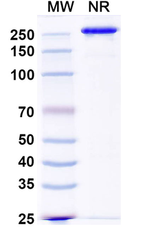 SEBOV/ZEBOV GP/Envelope glycoprotein Human Monoclonal Antibody