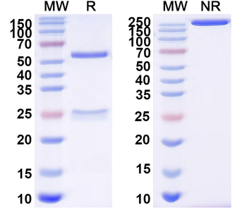 ZEBOV GP/Envelope glycoprotein Human Monoclonal Antibody