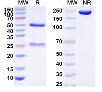 ZEBOV GP/Envelope glycoprotein Human Monoclonal Antibody