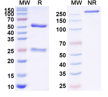 ZEBOV GP/Envelope glycoprotein Human Monoclonal Antibody