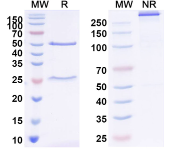 ZEBOV GP/Envelope glycoprotein Human Monoclonal Antibody