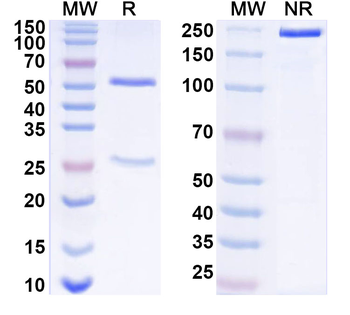West Nile virus/WNV GP1/Genome polyprotein Human Monoclonal Antibody