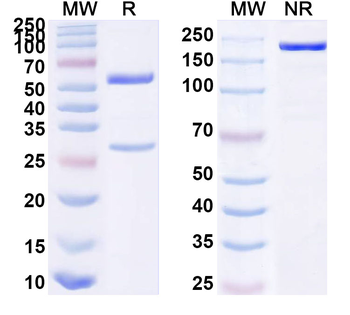 HHV-5/HCMV UL130 Human Monoclonal Antibody