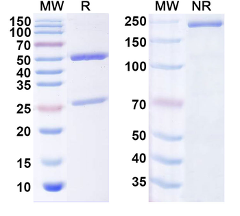 VEGFA Mouse Monoclonal Antibody