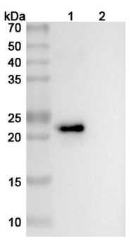 VEGFA Mouse Monoclonal Antibody