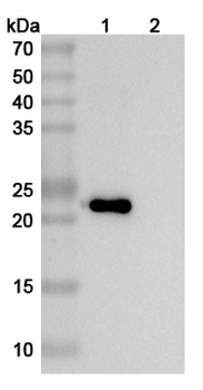 VEGFA Mouse Monoclonal Antibody