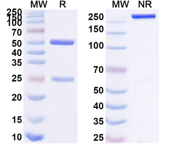 HIV2 gp125 Human Monoclonal Antibody