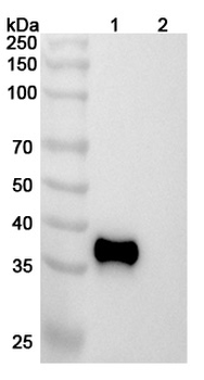 β-tryptase/TPSAB1 Mouse Monoclonal Antibody