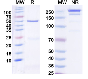 RSPO3 Human Monoclonal Antibody