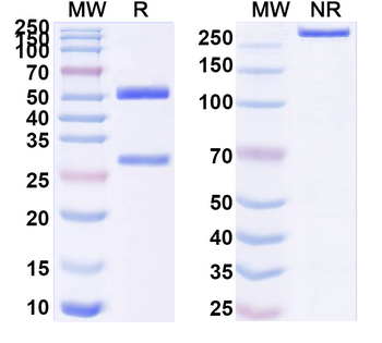 astrovirus-8 Capsid protein VP25 Human Monoclonal Antibody