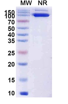 Poliovirus Capsid protein VP1 Human Monoclonal Antibody