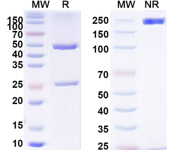 IFNAR1 Mouse Monoclonal Antibody