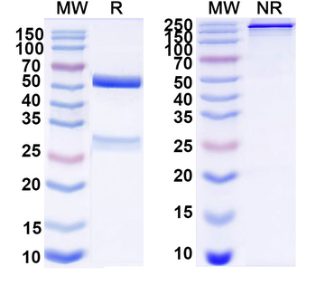 CD230/PRNP Mouse Monoclonal Antibody