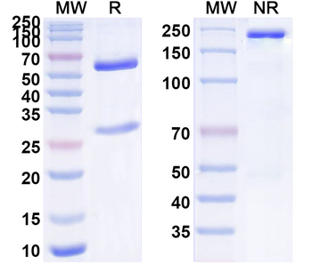 CGA/CG-alpha Mouse Monoclonal Antibody