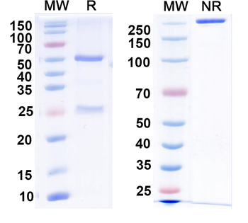Vaccinia D8L Human Monoclonal Antibody