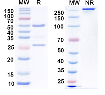 Vaccinia L1R/Protein L1 Human Monoclonal Antibody