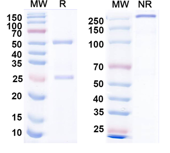 Vaccinia L1R/Protein L1 Human Monoclonal Antibody