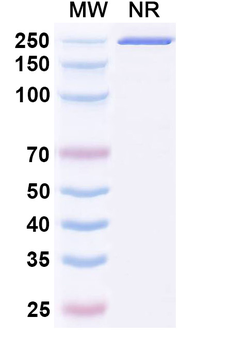 Coxsackievirus A16 Virion protein 1/VP1 Mouse Monoclonal Antibody