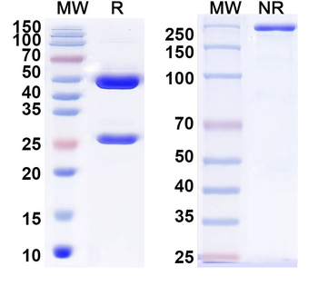 Coxsackievirus A16 Mature Virion/VP1,2,3 Mouse Monoclonal Antibody