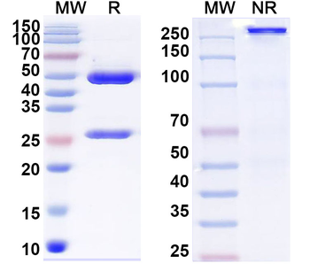 MACV GP1 glycoprotein Human Monoclonal Antibody