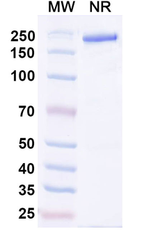 CD274/PD-L1/B7-H1 Rat Monoclonal Antibody