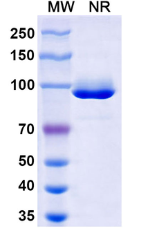 Influenza A virus NP/Nucleoprotein protein Mouse Monoclonal Antibody