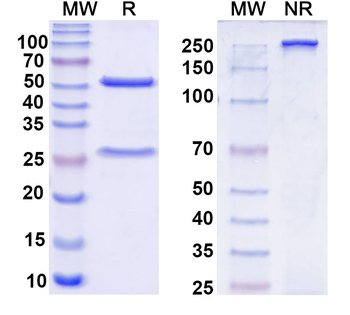SARS-CoV-2 RBD Human Monoclonal Antibody