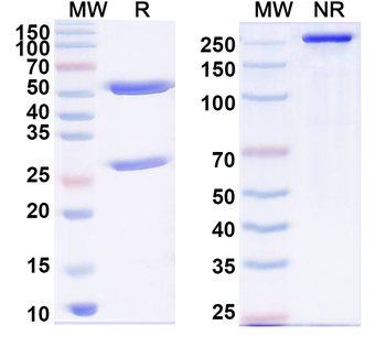 PCV2 Cap/Capsid protein Mouse Monoclonal Antibody