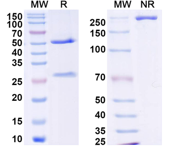 DENV2 Protein prM/prM Antibody Human Monoclonal Antibody