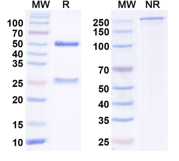 HERV-W env/ERVW-1 Human Monoclonal Antibody