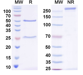 SARS-CoV-2 S2 Protein Human Monoclonal Antibody