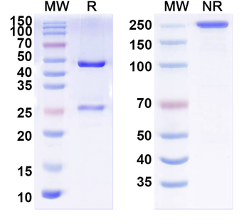 DLG4/PSD95 Mouse Monoclonal Antibody