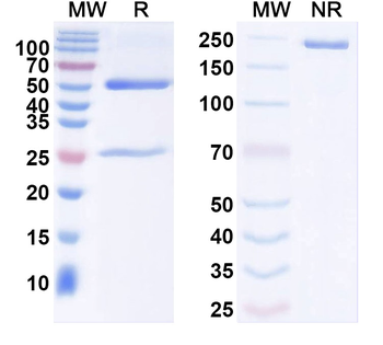 RD114 retrovirus env/Envelope protein Mouse Monoclonal Antibody